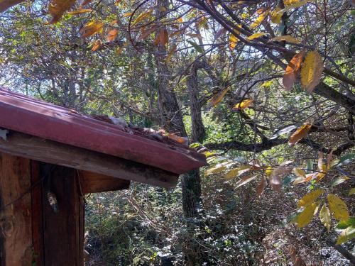 Η Χαρούμενη Αρκούδα (Η Χαρουμενη Αρκουδα) in 파블리아니