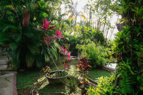 Hacienda Azucena Rio Grande El Yunque Rain Forest - image 8
