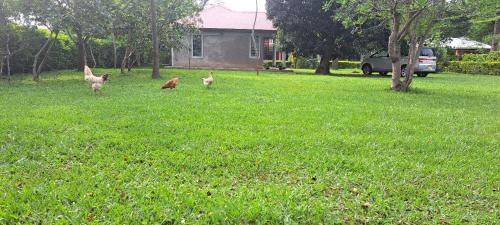 Quaint Serene Homes in Busia