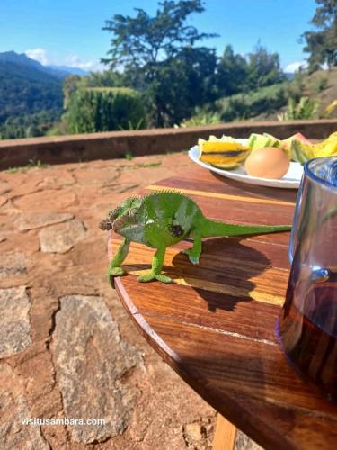 Apiculture museum & Accommodation in Lushoto