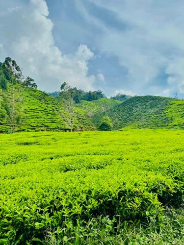 Nearby attraction, Rich field Cameron Highlands Homestay-Peony Square-3BDR 2BTH-8PAX in Kuala Terla