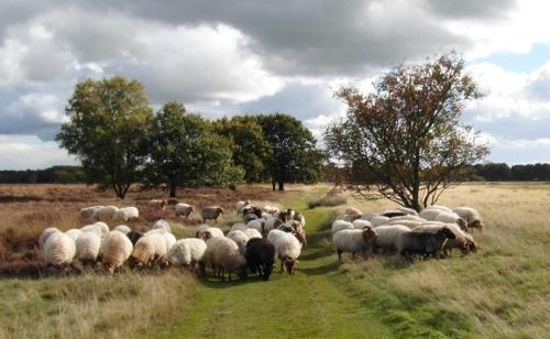 Het Bonte Paard – Dwingeloo, TX