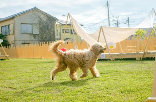 DokiDoggie油壺globe