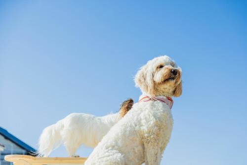DokiDoggie油壺globe