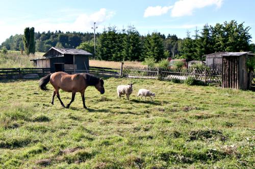Penzion Muflon in Plzen