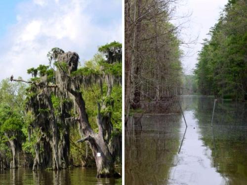 Cozy Cabin Rental in Napoleonville near New Orleans, Louisiana in นาโปเลียนวิลล์