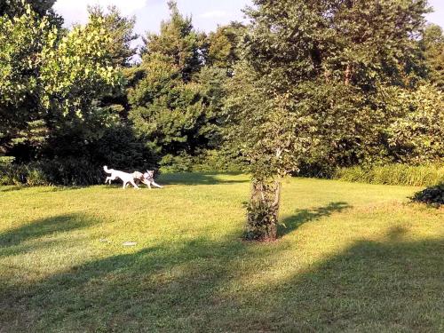 Secluded Cabin Nestled in the Woodlands of Meadows of Dan, Virginia in Vūlvaina (VA)