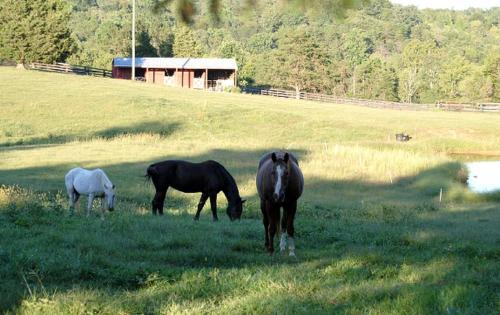 Remodeled Cabin Rental Built in 1790 near Scottsville, Virginia in Scottsville (VA)