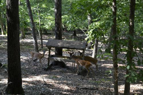 Apple Blossom Inn – Eureka Springs, AR