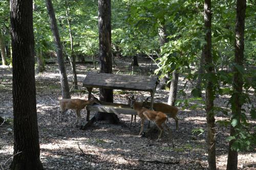 Apple Blossom Inn – Eureka Springs, AR