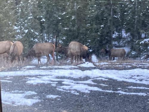 Tiny Caravan Great for Couples with Landscape Views in Idaho in St Maries (ID)