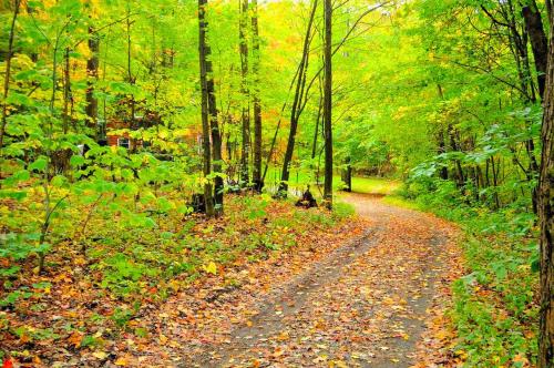 Cozy Vacation Cabin near Allegheny State Forest, Pennsylvania in Penfield (PA)