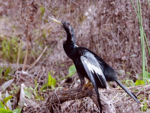 Secluded Cottage Rental Hidden in the Woods near Tallahassee, Florida in Wakulla Springs (FL)