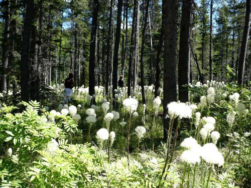 周邊環境, Group Vacation Rental for Family and Corporate Getaways near Glacier National Park, Montana in 東冰川公園