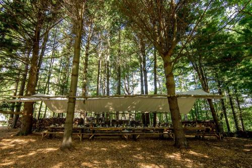 Gorgeous Fully Restored Caravan Nestled in the Trees Along Silver Lake for a Unique Vacation in Wood in Mountain Dale
