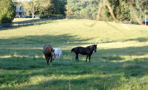 Two-Bedroom, One Bathroom Cottage on 250-Acre Cattle Farm for Getaway near Richmond, Virginia in Scottsville (VA)