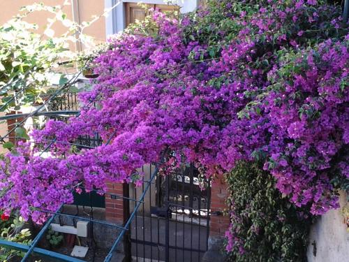  Casa Bouganville, Pension in La Spezia