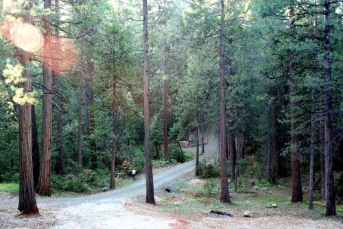 Family-Friendly Log Cabin Rental in California's Gold Country near Sacramento in Pioneer (CA)