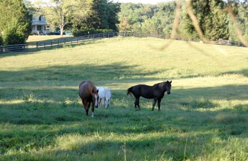 One-Bedroom, One-Bathroom Cottage Rental on a 250-Acre Cattle Farm near Appalachian Trail in Scottsville (VA)