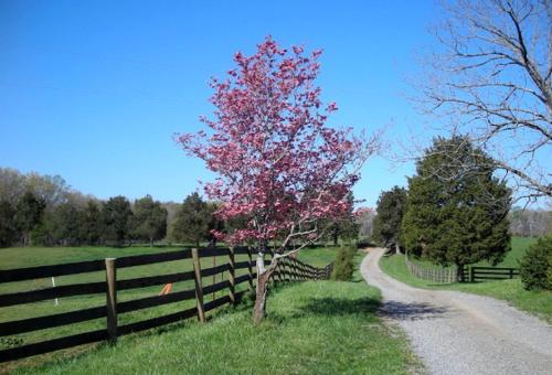 One-Bedroom, One-Bathroom Cottage Rental on a 250-Acre Cattle Farm near Appalachian Trail in Scottsville (VA)