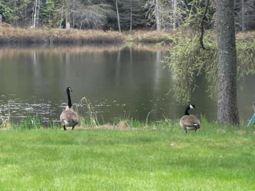 Cabin for Couples, Perfect for a Romantic Getaway in New Hampshire in Colebrook (NH)