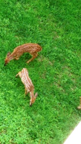 5 Ojo Inn Bed and Breakfast 5 Ojo Inn Bed and Breakfast