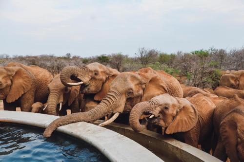 Mbazo Safari Collection