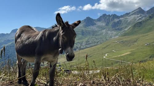 Appartement LE ROC ROUGE aux pieds des pistes in Montgellafrey