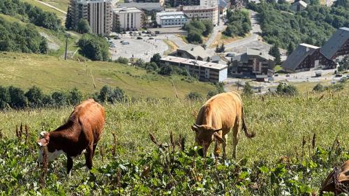 Appartement LE ROC ROUGE aux pieds des pistes in Montgellafrey