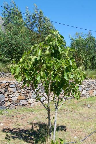 Quinta da Figueirinha