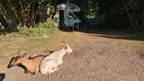 Camping - Bring your tent or van and experience our club! in Puntigam
