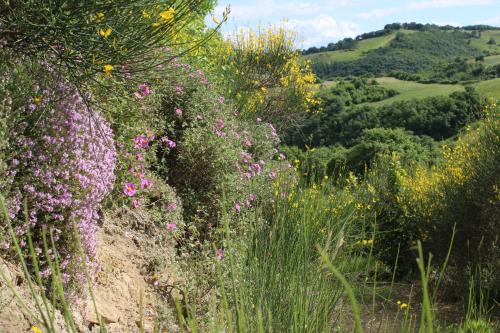 المنطقة المحيطة, Agriturismo Il Cerrone in جببيو