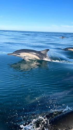 Rodyti, Oppi Kus 35 Seafront in Gansbaai