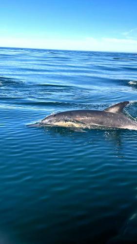Rodyti, Oppi Kus 35 Seafront in Gansbaai