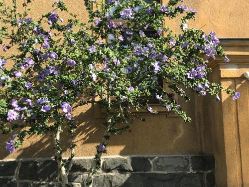 Am Sahnpark in 克里米喬