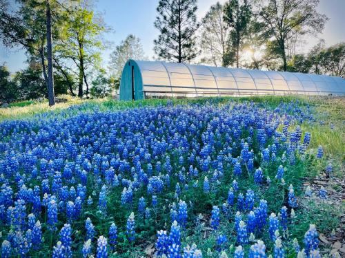 A környék, Blissful Acres hilltop cottage in Colfax (CA)