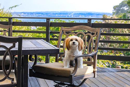 オーシャンヴィラ Breeze and Dog