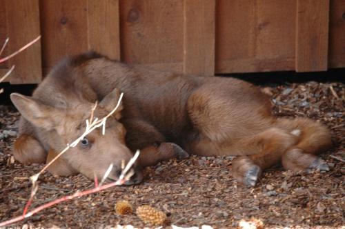 منتجع ذا هاتشيت  منتجع ذا هاتشيت