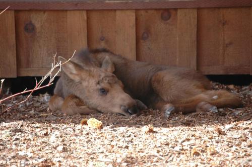منتجع ذا هاتشيت  منتجع ذا هاتشيت