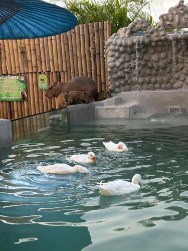 Capybara Zen Resort & Spa