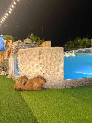 Capybara Zen Resort & Spa