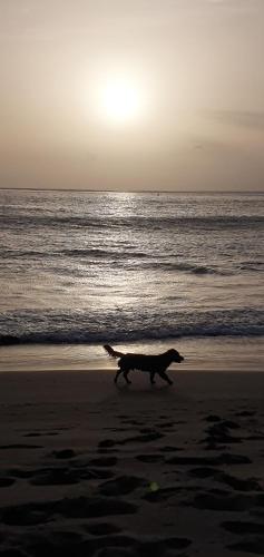 playa, Studio Alto Saco in Vila Da Ribeira Brava