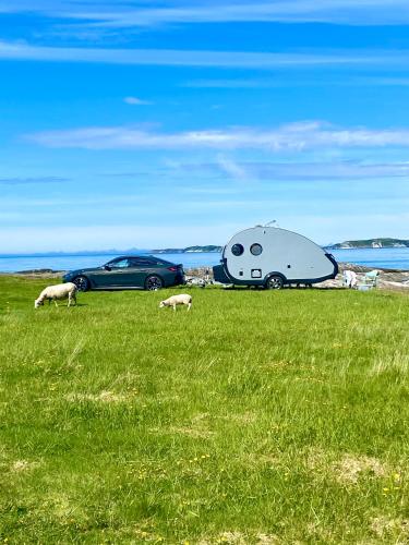 Enkel, romslig og kul campingvogn, Moskenes (fotografie 10)
