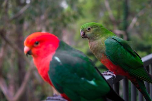 Relaxing Dandenong Ranges forest haven in Ferny Creek