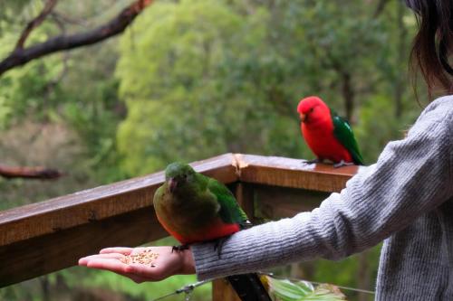 Relaxing Dandenong Ranges forest haven in Ferny Creek