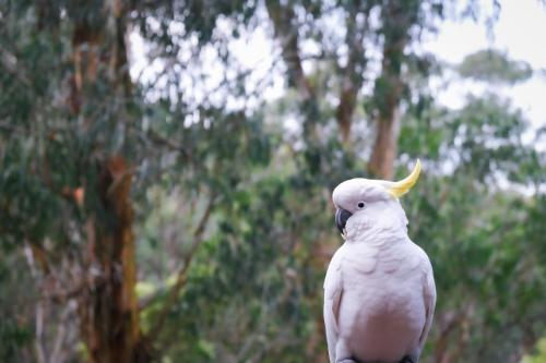 Relaxing Dandenong Ranges forest haven in Ferny Creek