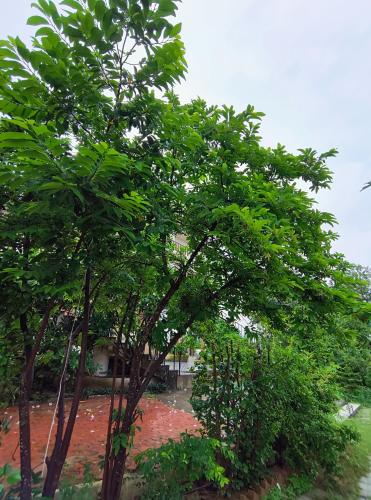 Jhar aravali in รามสิงห์ปุระ