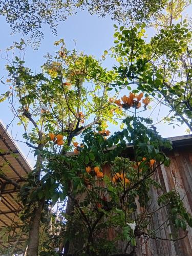 Surrounding environment, Laanrablom Bed&Breakfast in Nong Khae