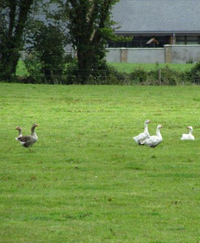 A környék, Rolestown Farm in Roganstown
