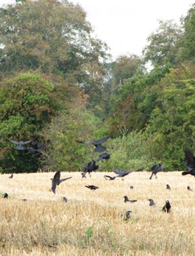 A környék, Rolestown Farm in Roganstown
